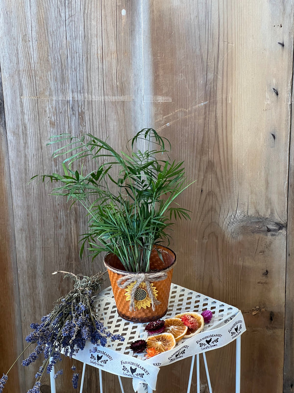 Neanthe Bella Palm