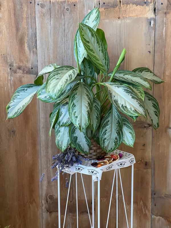Aglaonema Silver Bay