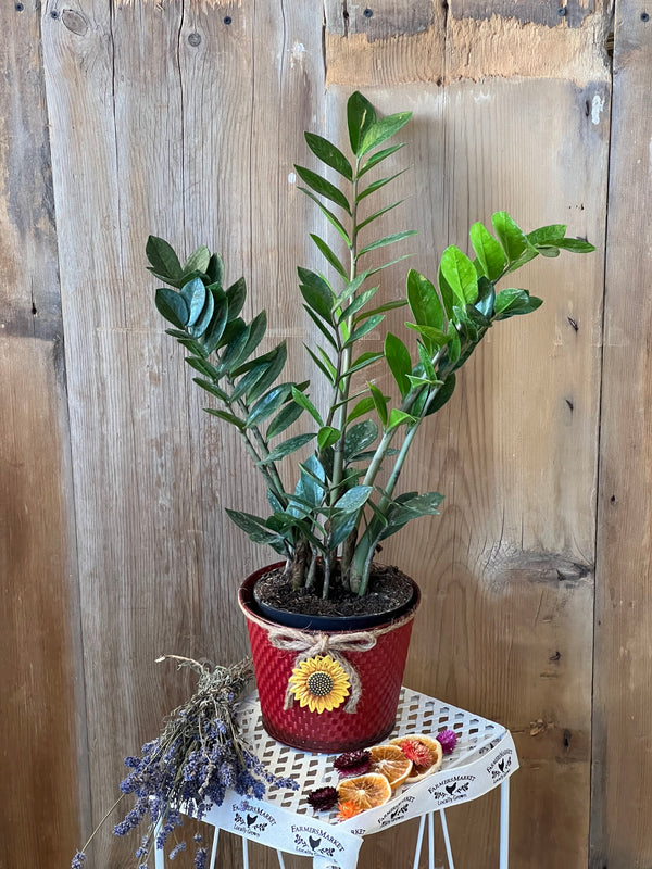 ZZ Plant
