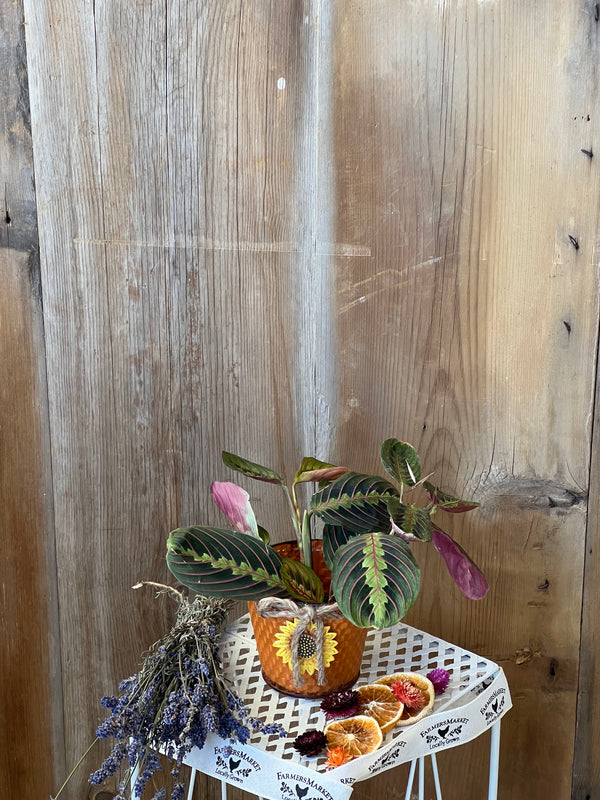 Red Maranta