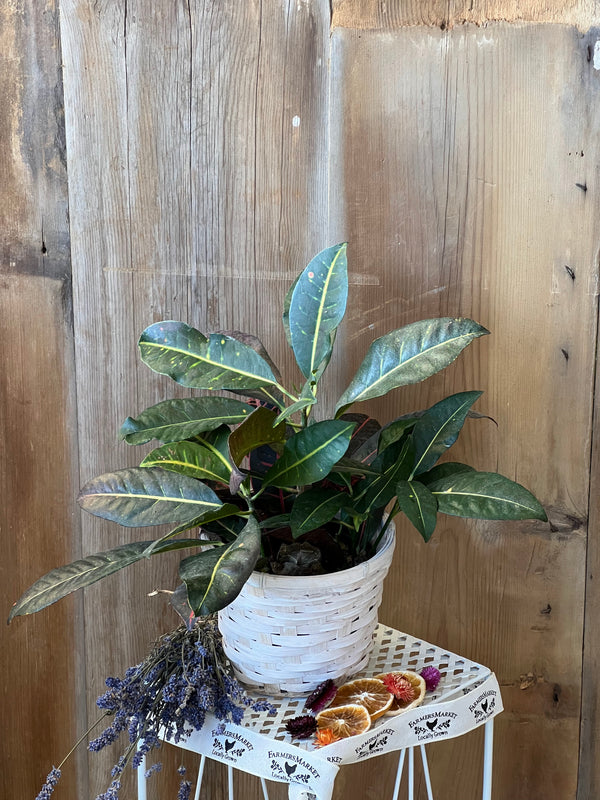 Croton