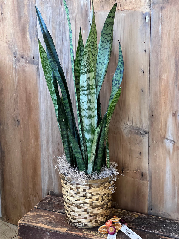 Snake Plant