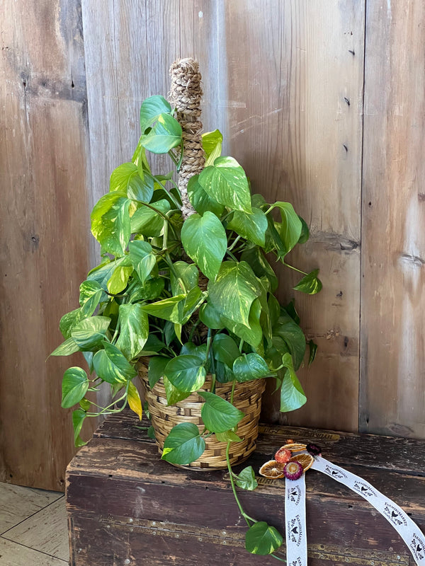 Pothos 30" Totem
