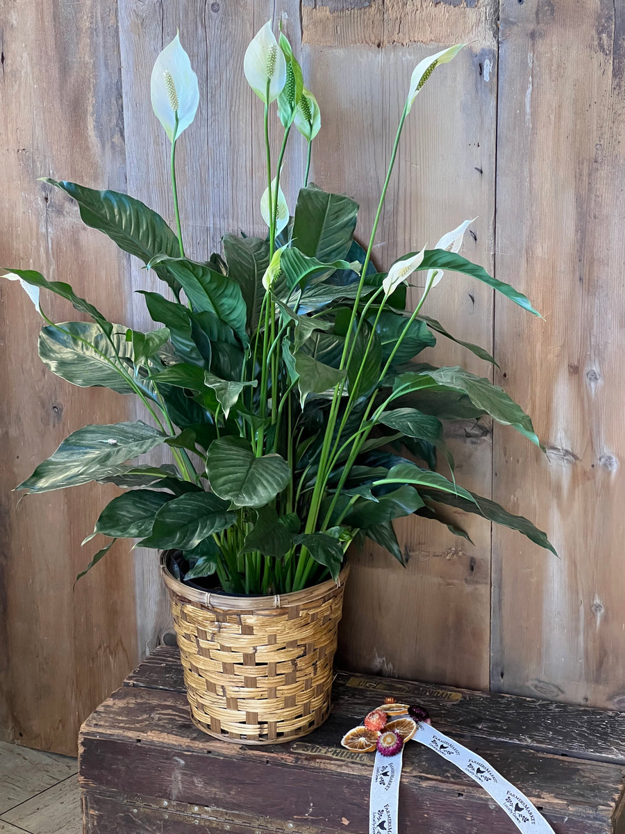 Peace Lily (with Basket)