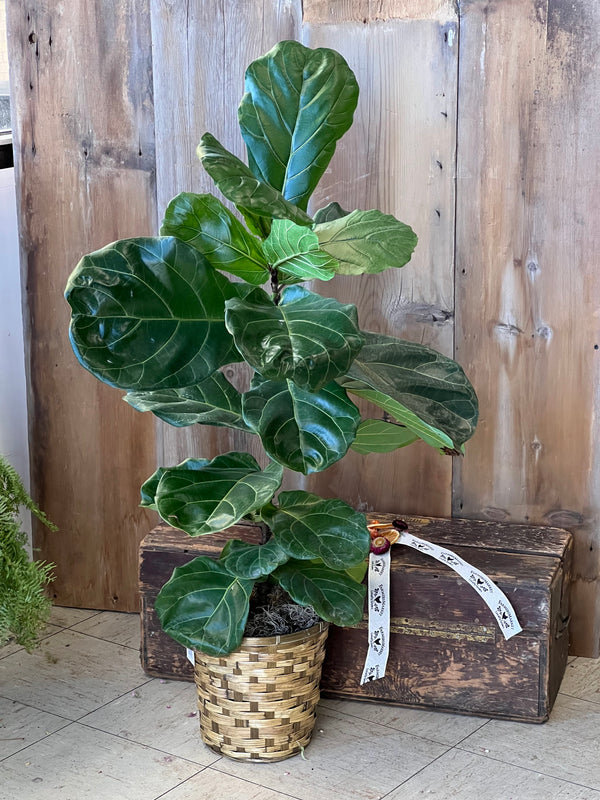 Fiddle Leaf