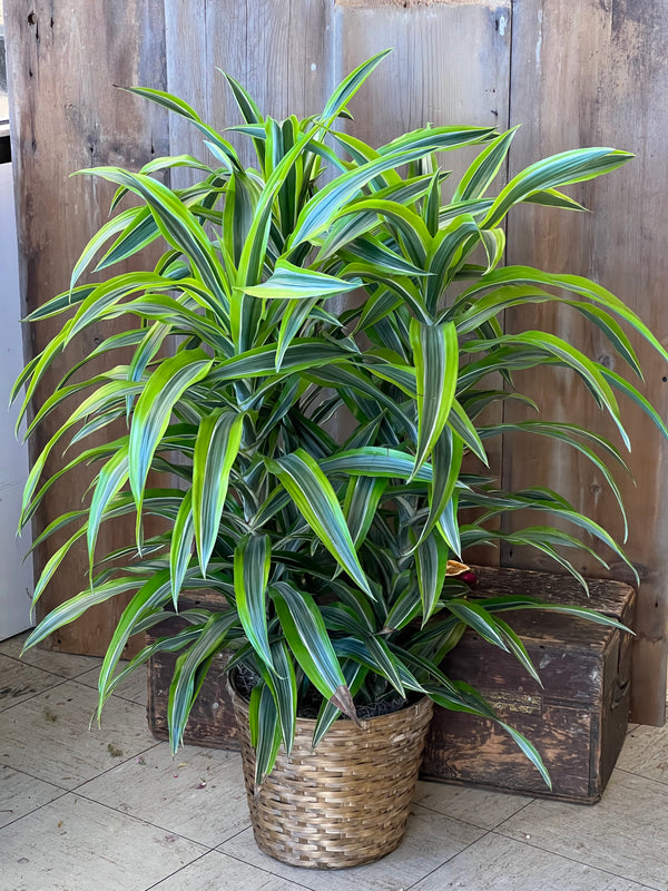 Dracaena Lemon Lime